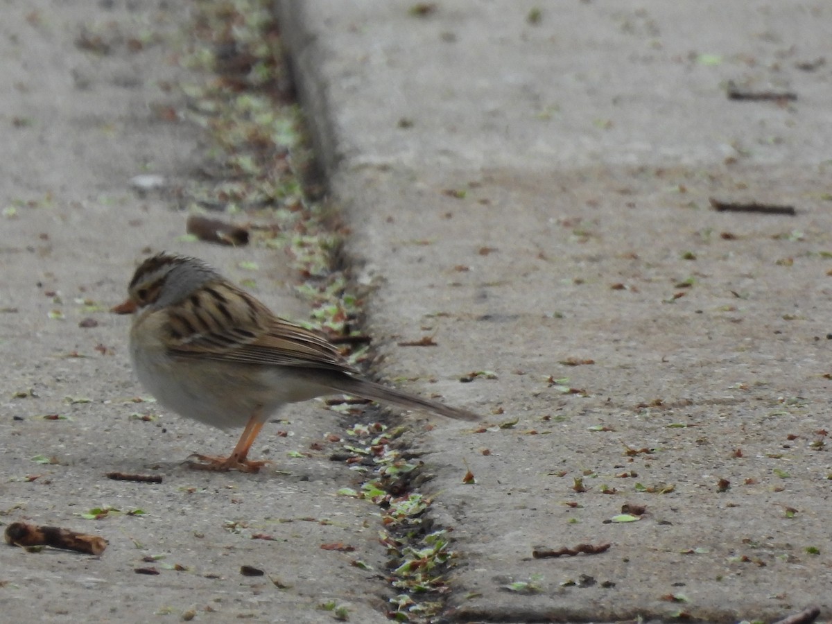 Clay-colored Sparrow - ML638382184
