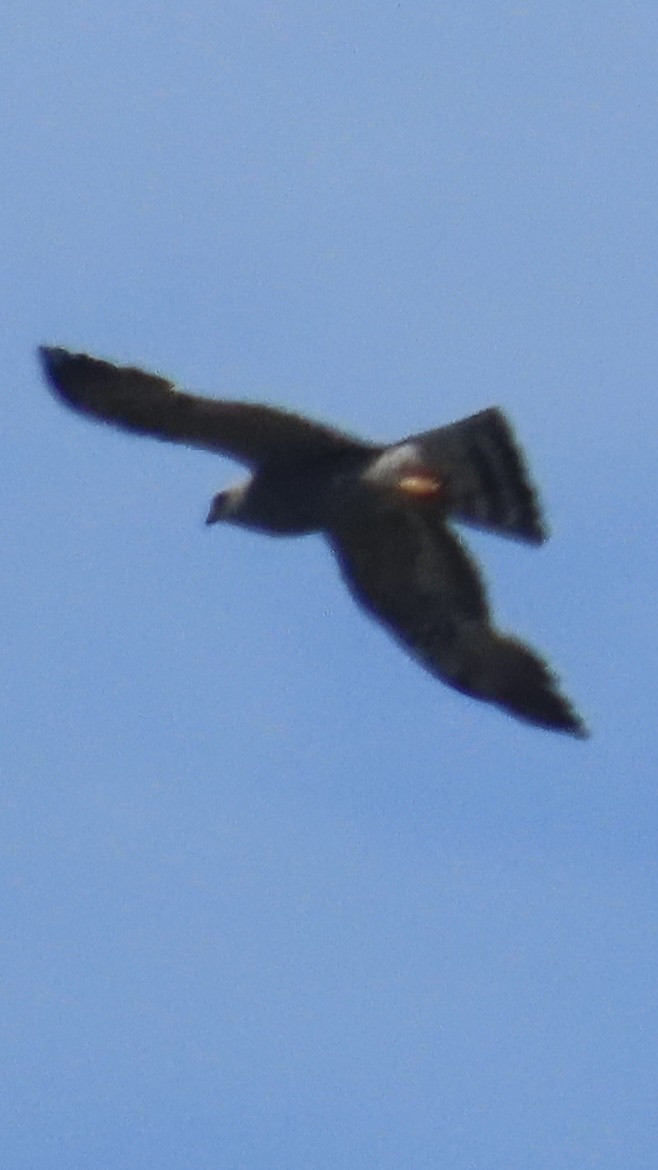 Mississippi Kite - ML638382185