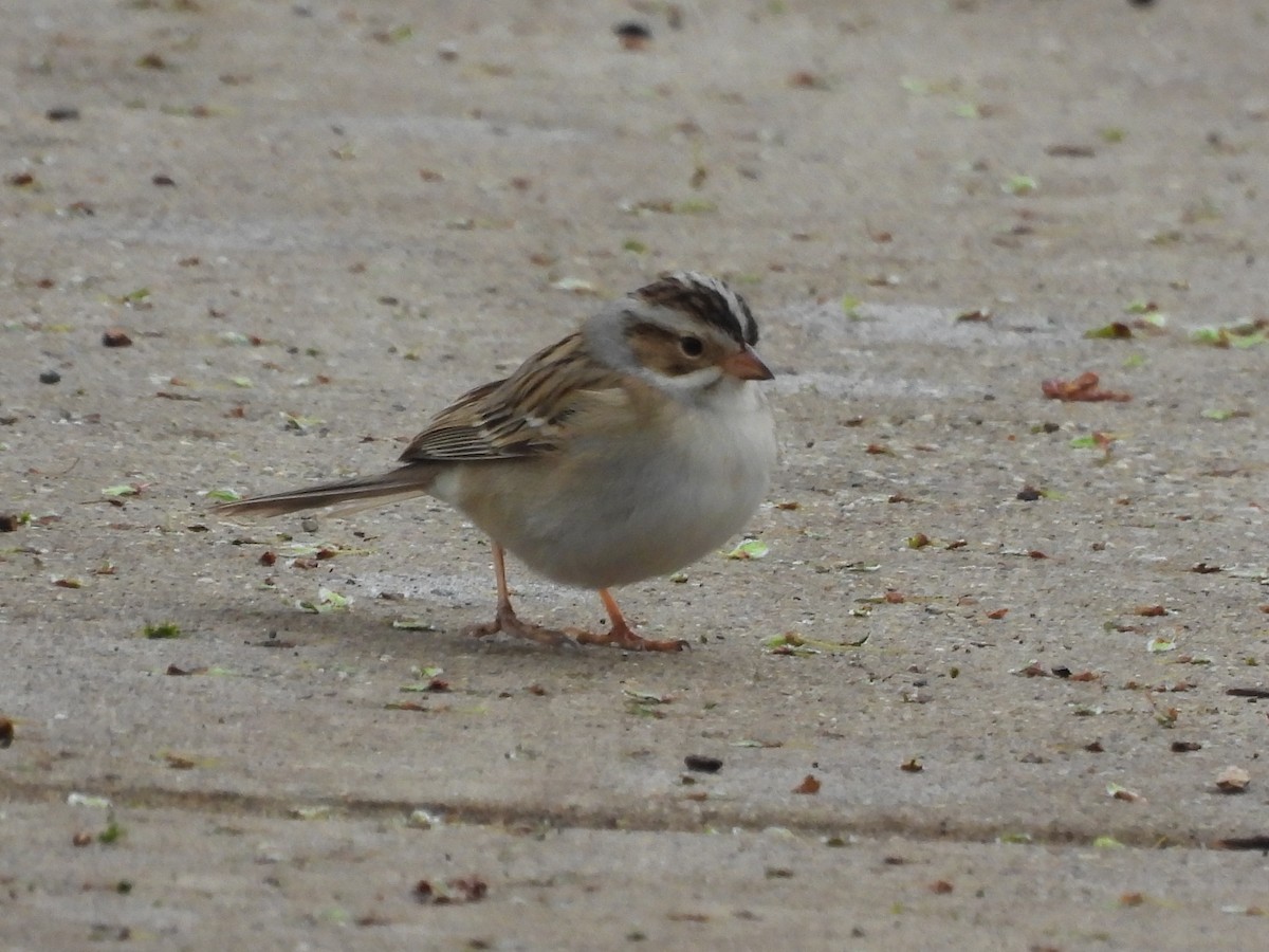 Clay-colored Sparrow - ML638382198