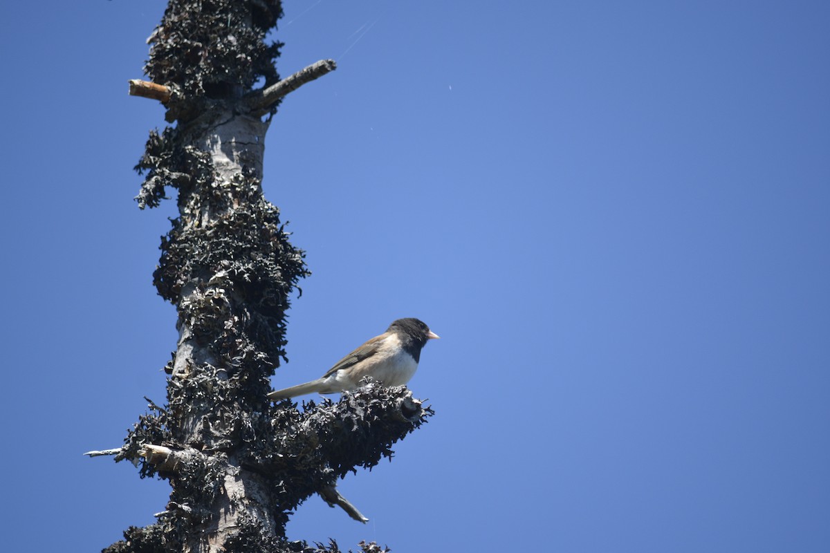 Junco Ojioscuro - ML638382199