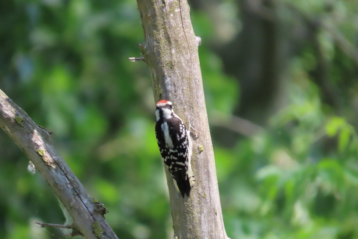 Downy Woodpecker - ML638382202