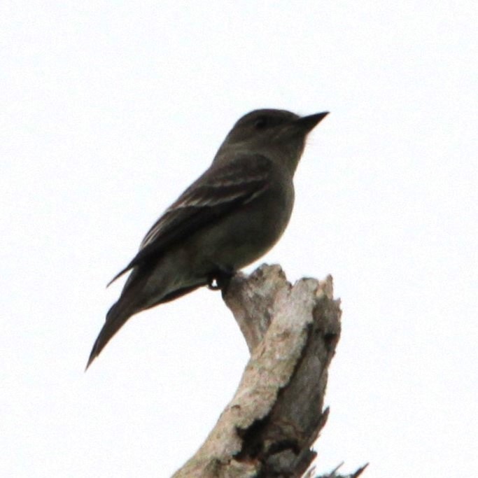 White-winged Becard - ML638382208
