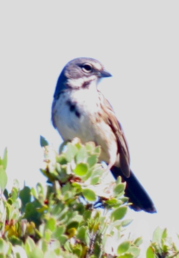 Bell's Sparrow - ML638382217