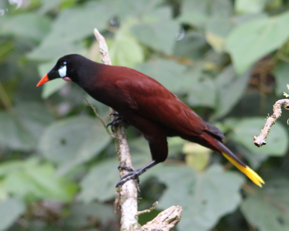 Montezuma Oropendola - ML638382221