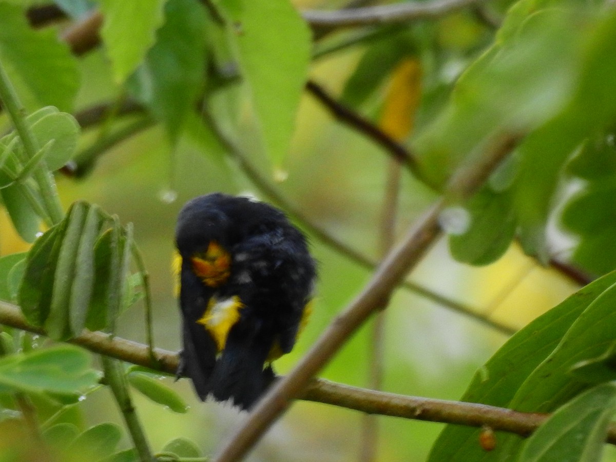 Thick-billed Euphonia - ML638382222