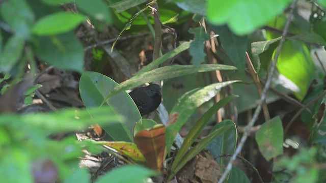 Black-throated Antbird - ML638382224