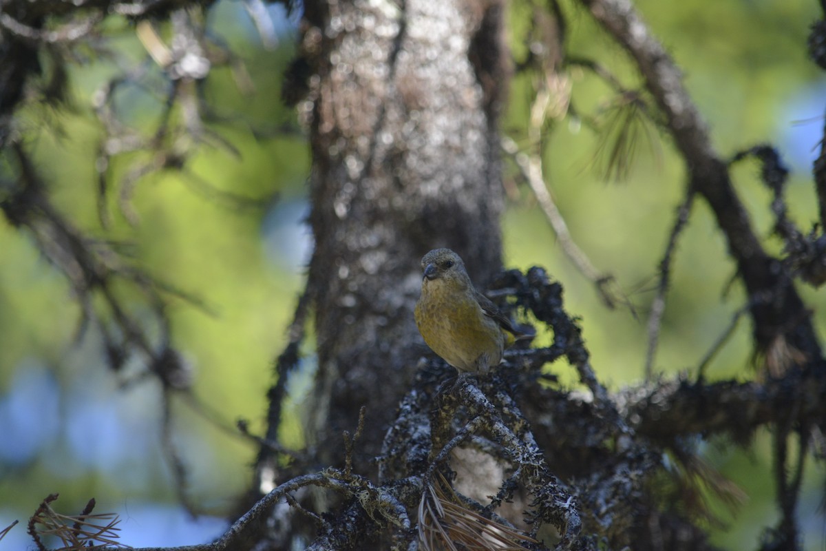 Red Crossbill - ML638382228