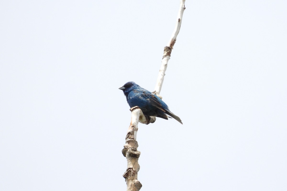 Indigo Bunting - ML638382238