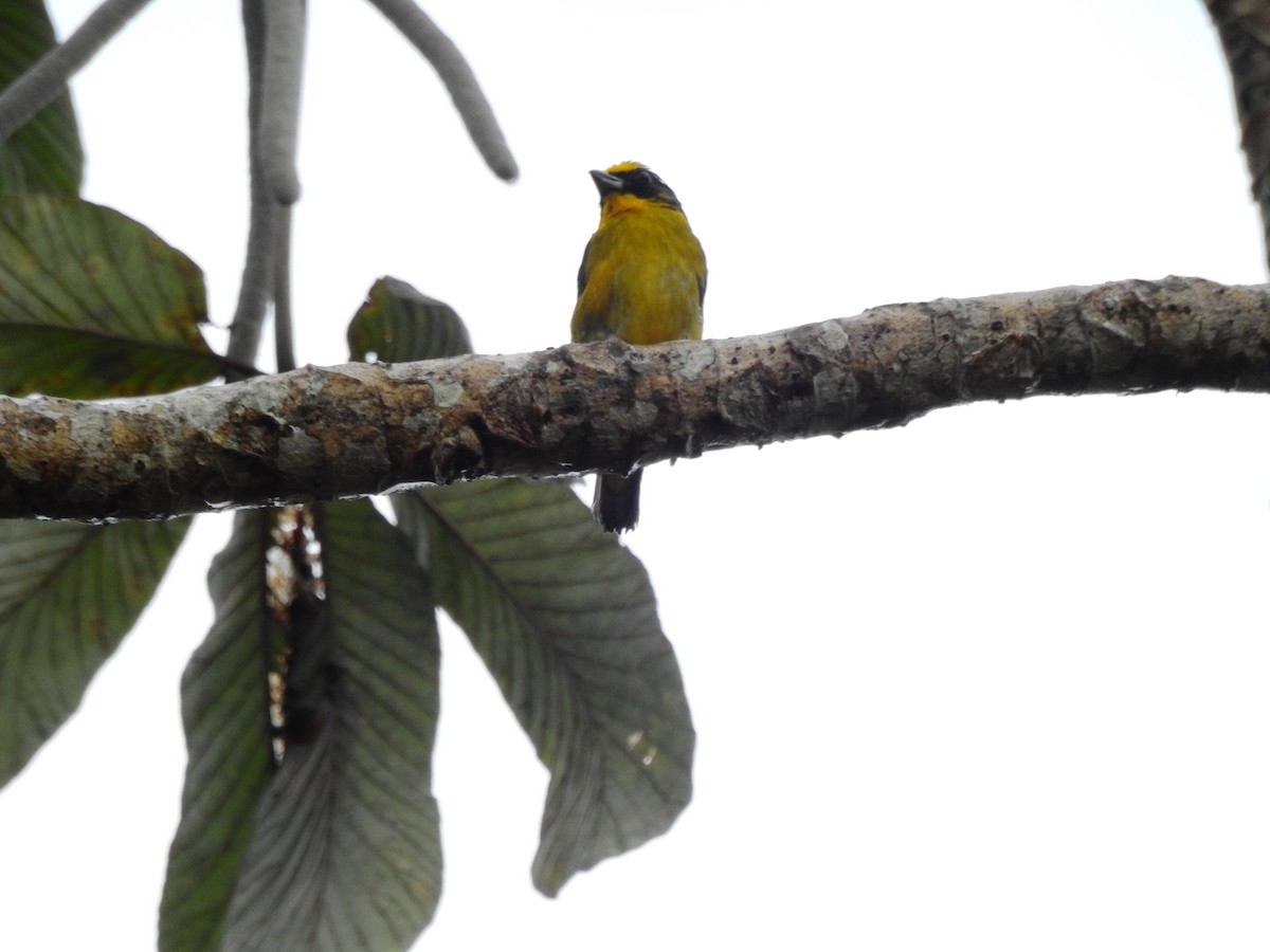 Thick-billed Euphonia - ML638382242