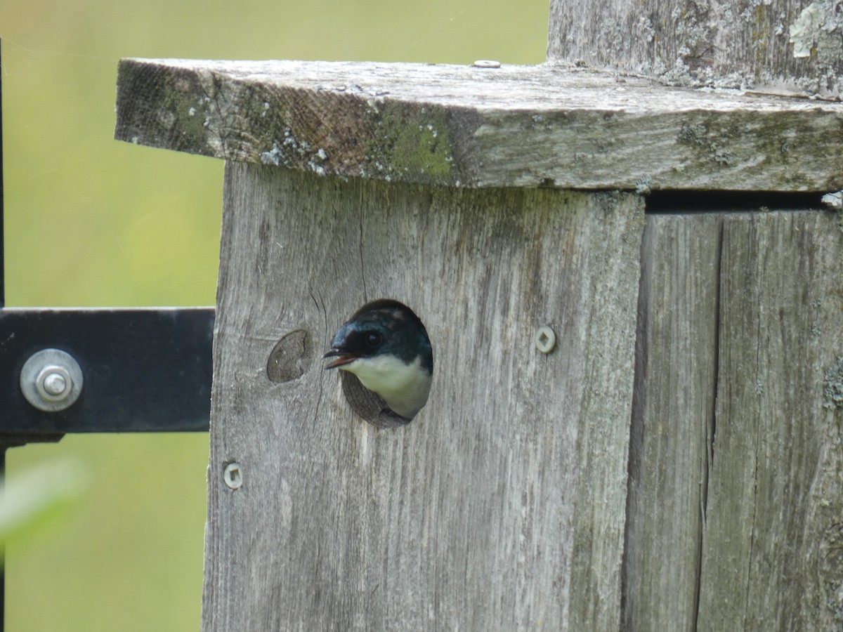 Tree Swallow - ML638382243