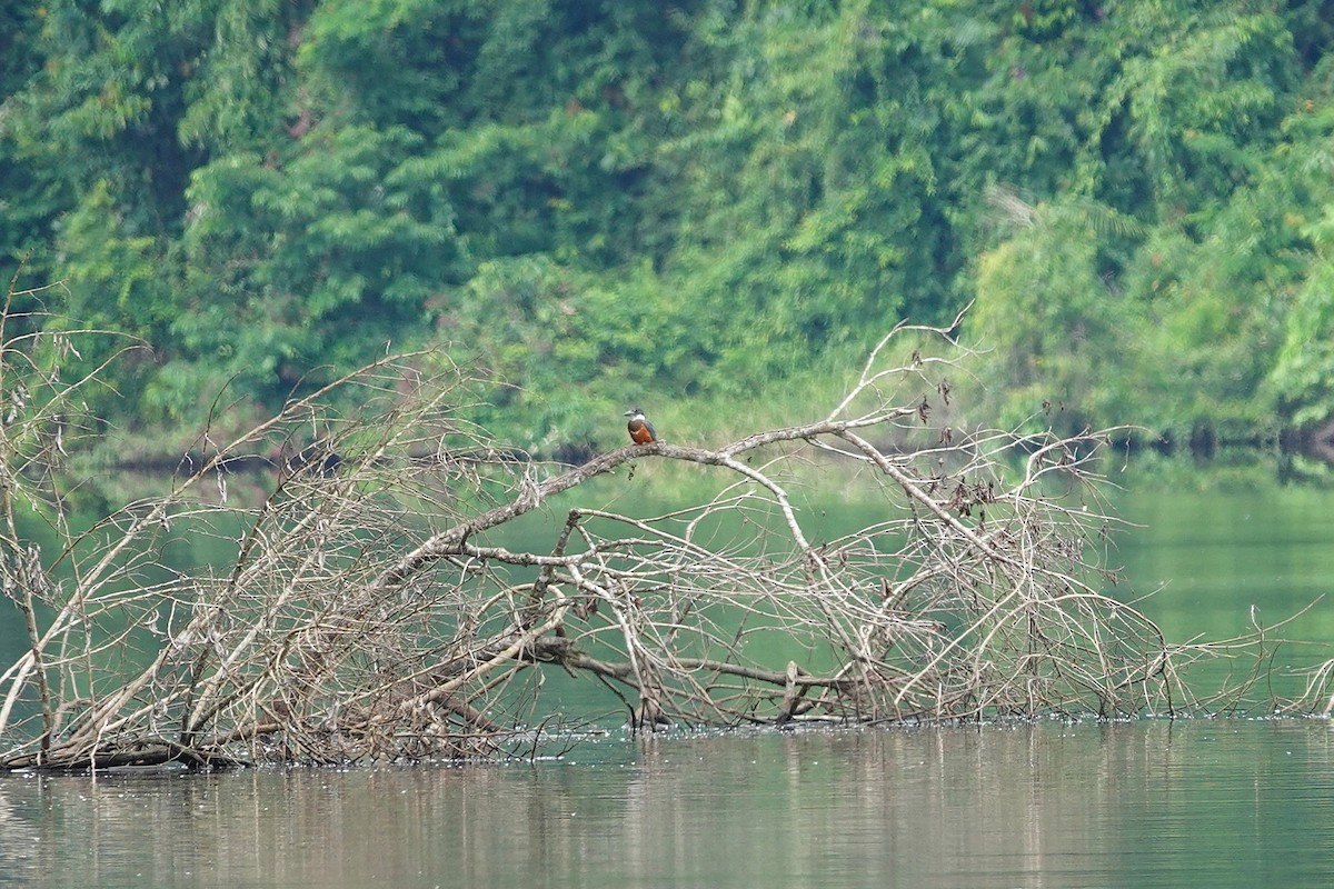 Ringed Kingfisher - ML638382253