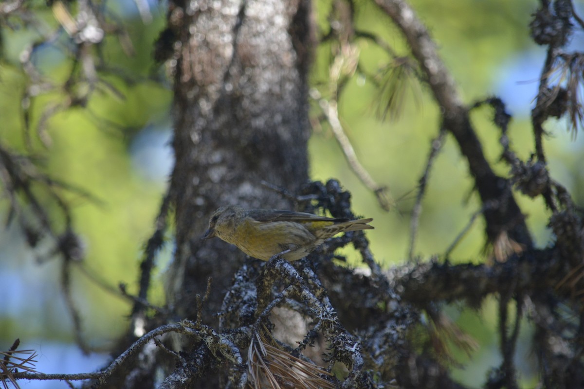 Red Crossbill - ML638382256