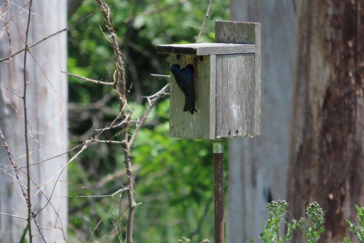 Tree Swallow - ML638382257