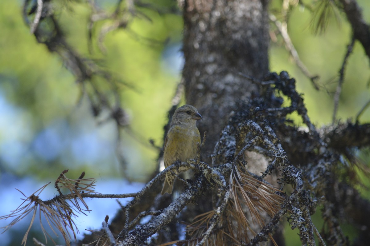 Red Crossbill - ML638382266