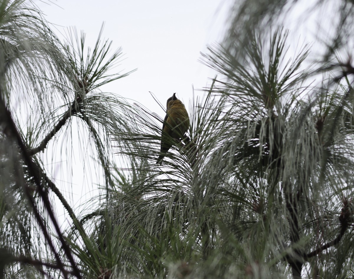 Red Crossbill - ML638382275