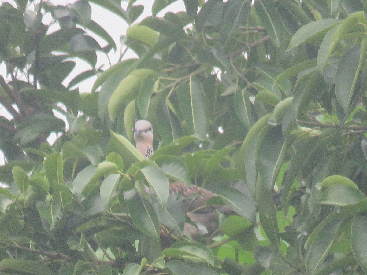 Spotted Dove (Eastern) - ML638382285