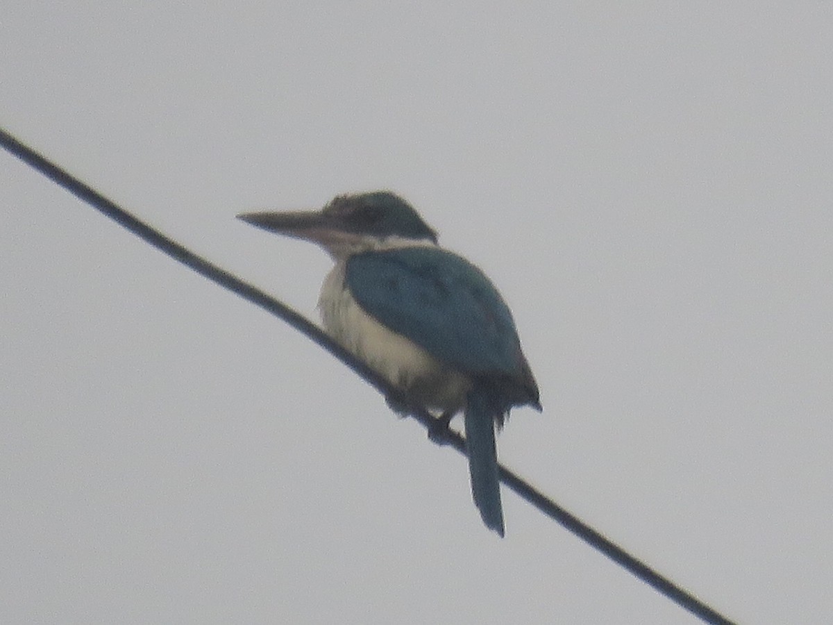 Collared Kingfisher (Collared) - ML638382290