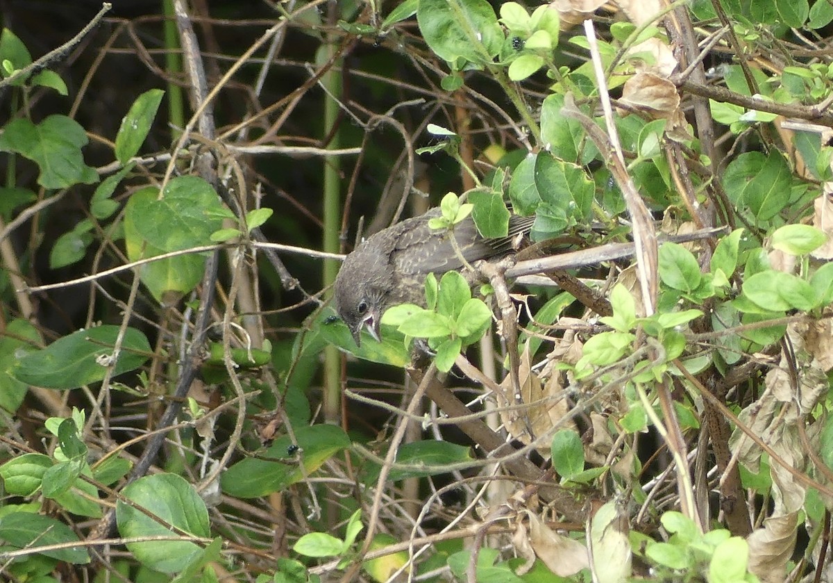 brunhodetrupial - ML638382292