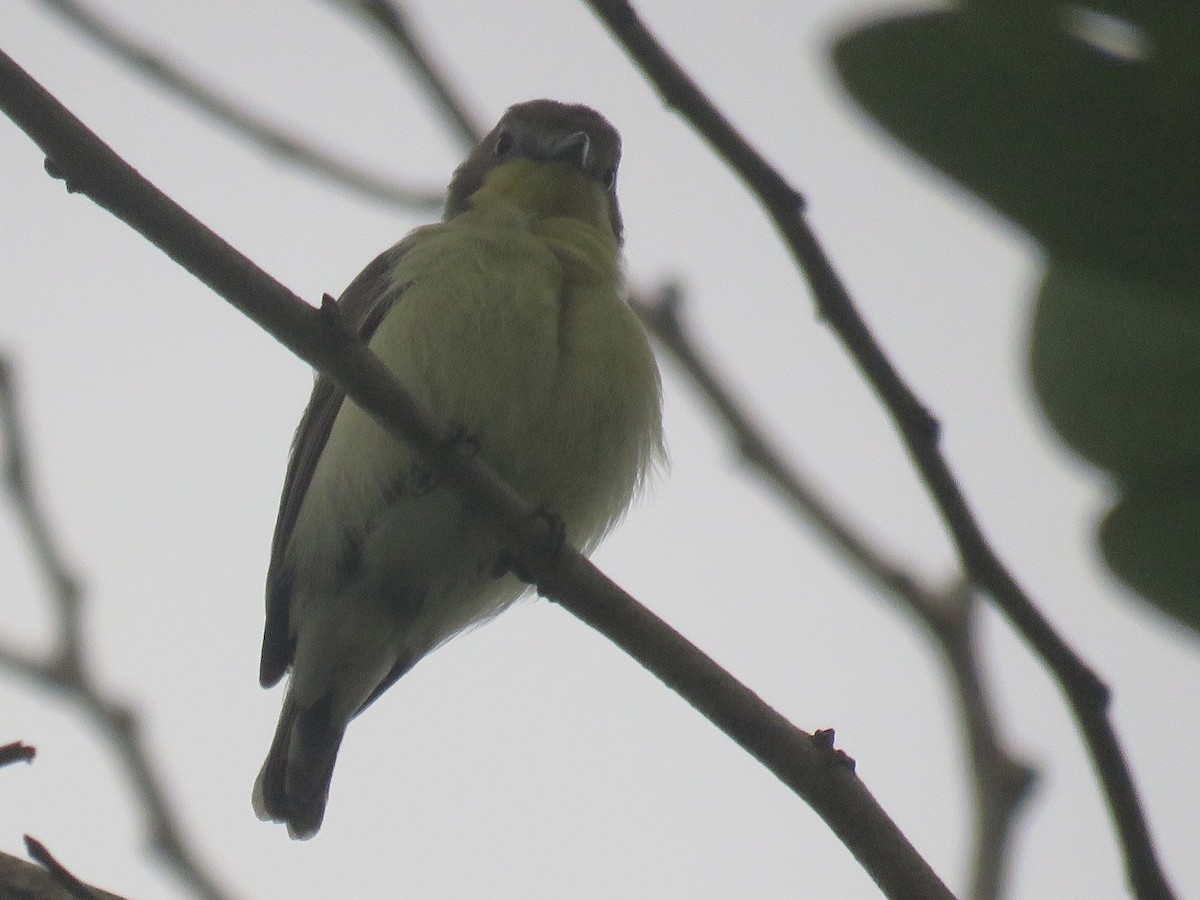 Golden-bellied Gerygone - ML638382295