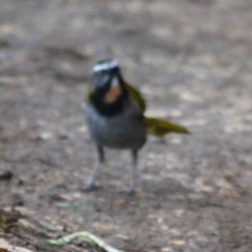 Buff-throated Saltator - ML638382311