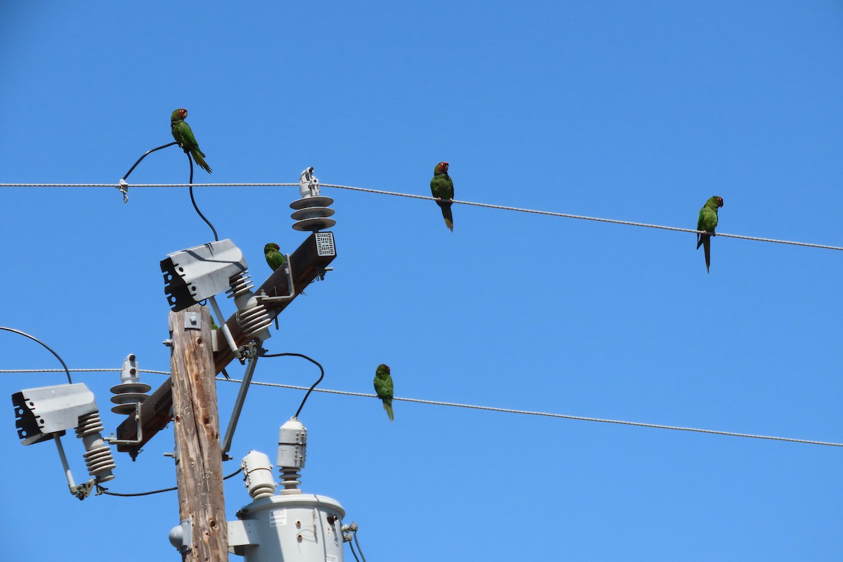 Mitred Parakeet - ML638382321