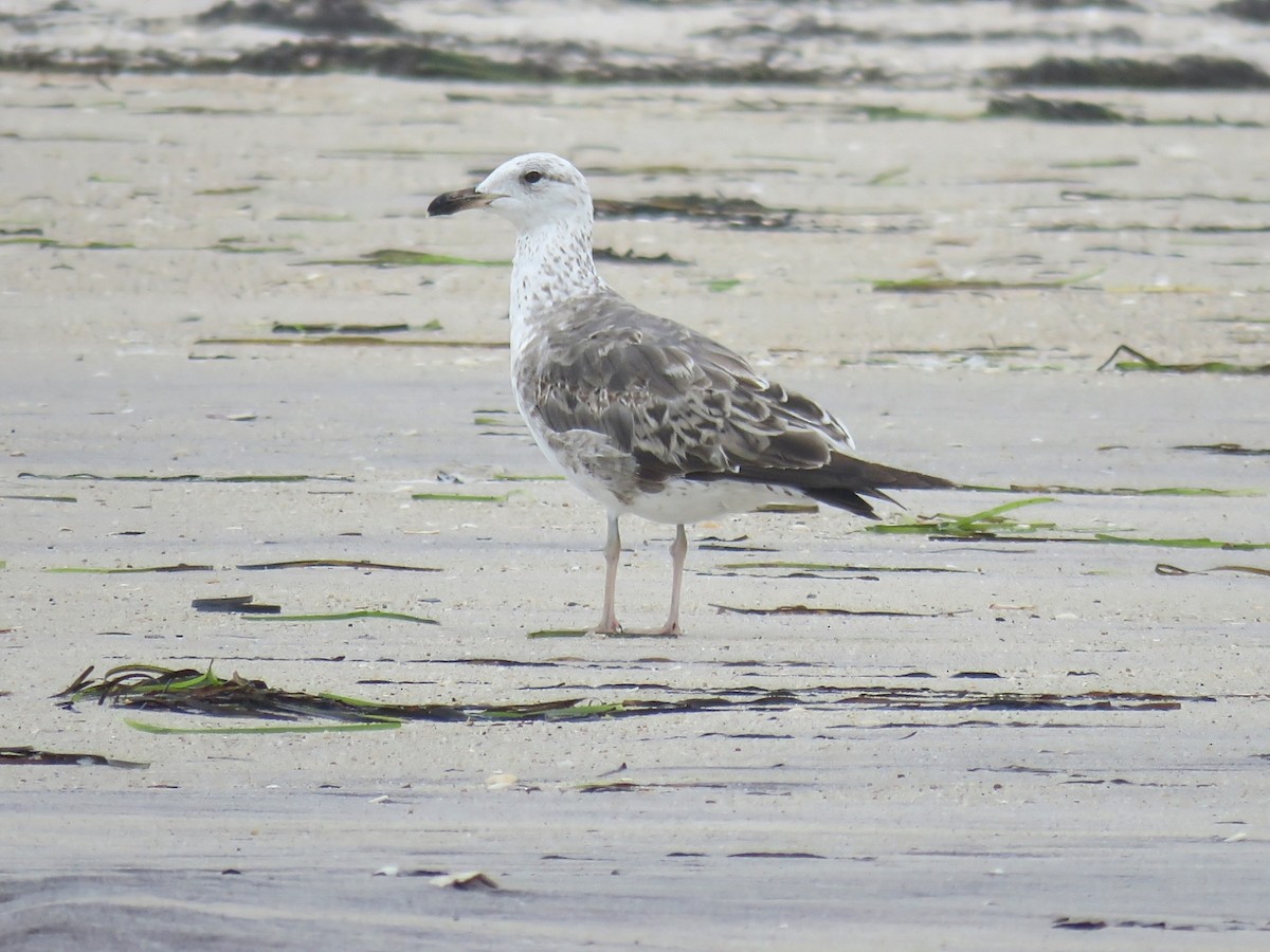 Lesser Black-backed Gull - ML638382326