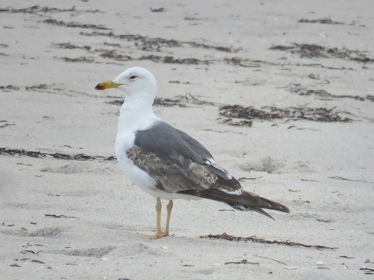 Lesser Black-backed Gull - ML638382327