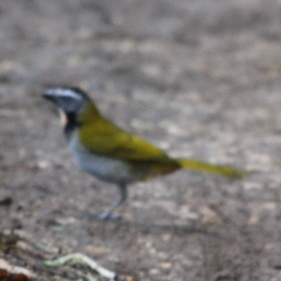 Buff-throated Saltator - ML638382330