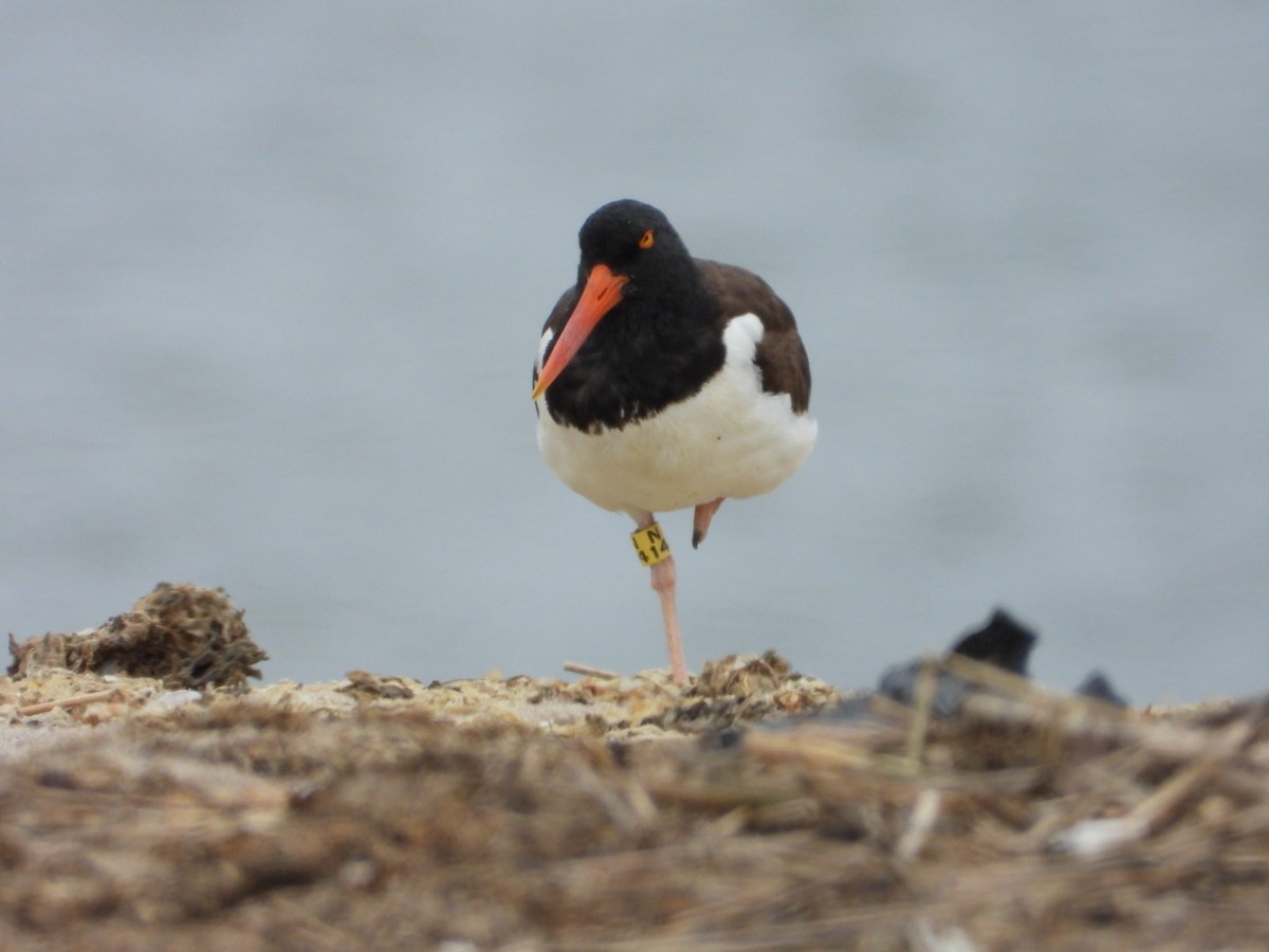 American Oystercatcher - ML638382331