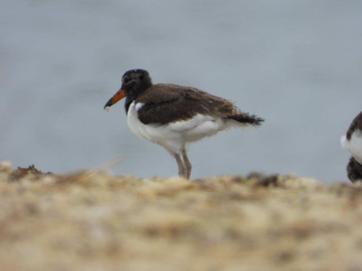 American Oystercatcher - ML638382332