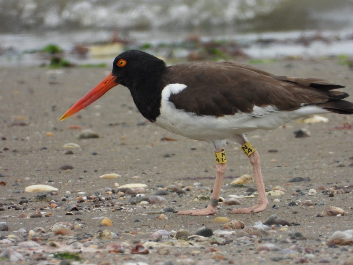 American Oystercatcher - ML638382333
