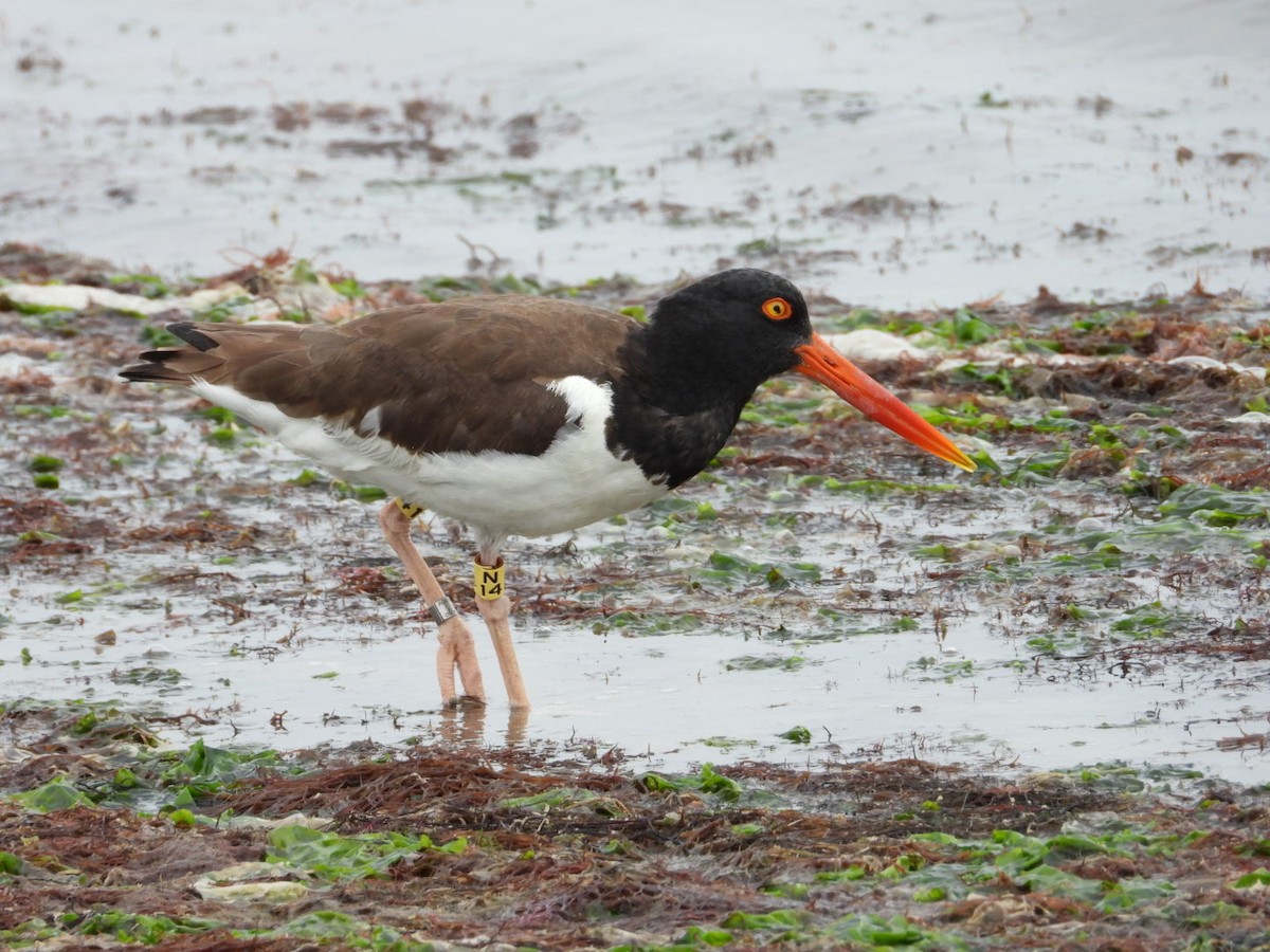 American Oystercatcher - ML638382334