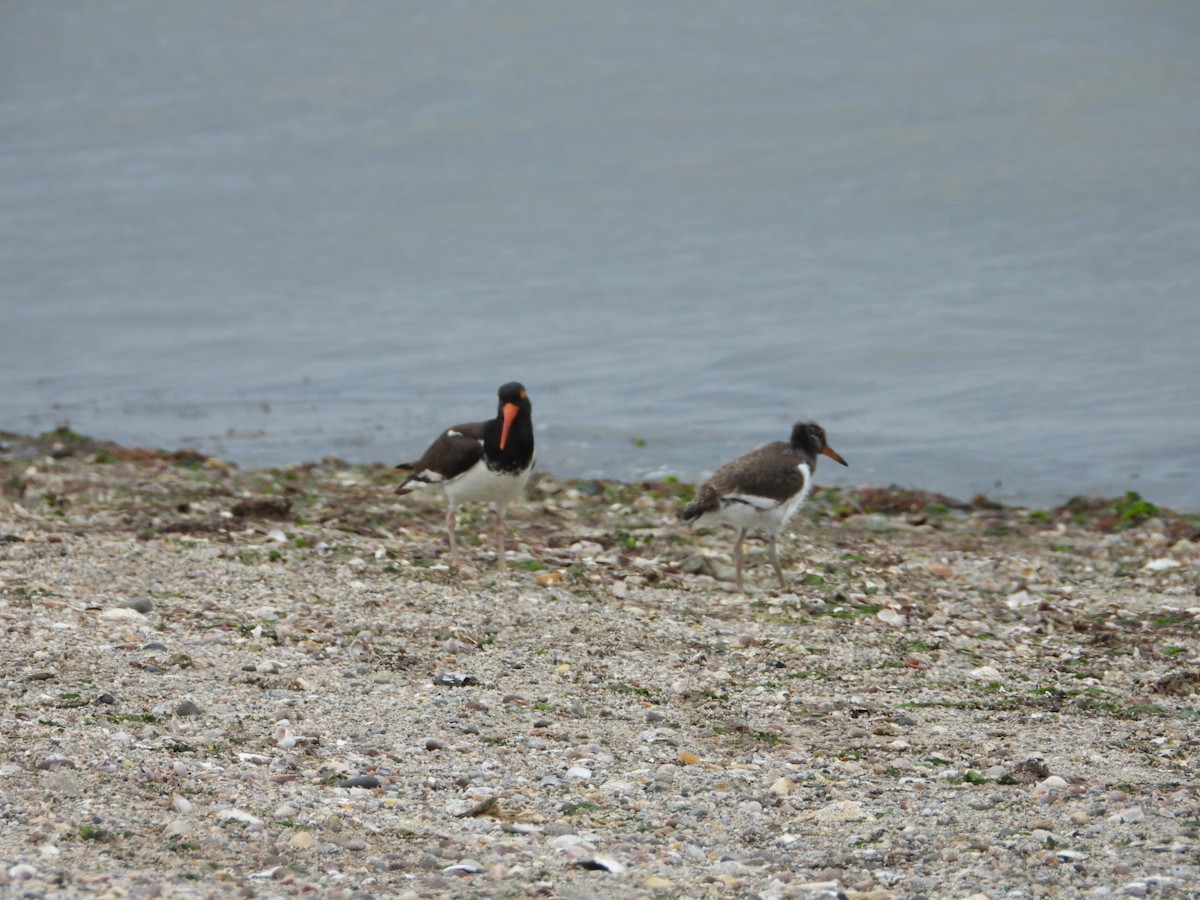 American Oystercatcher - ML638382335