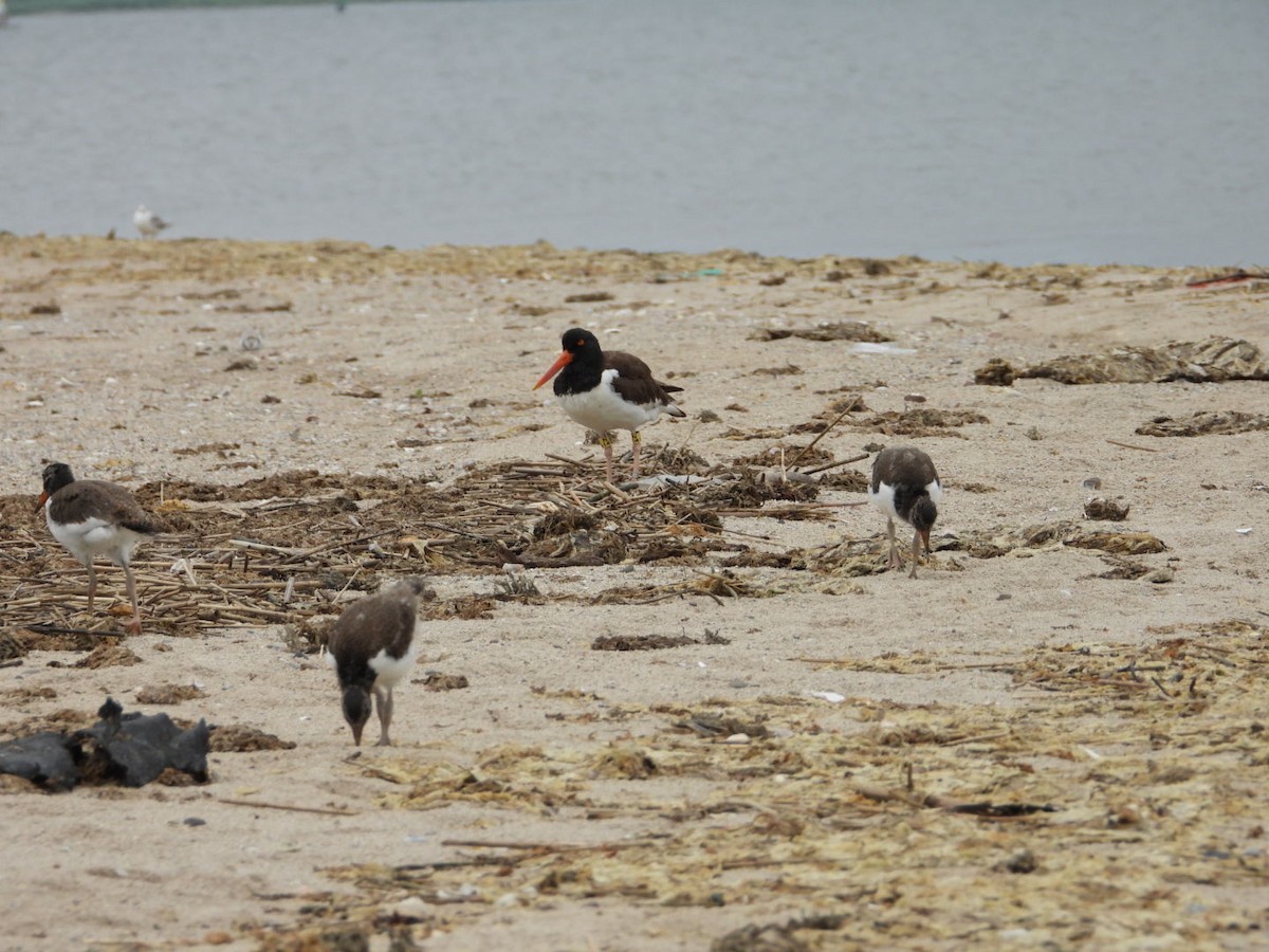 American Oystercatcher - ML638382336