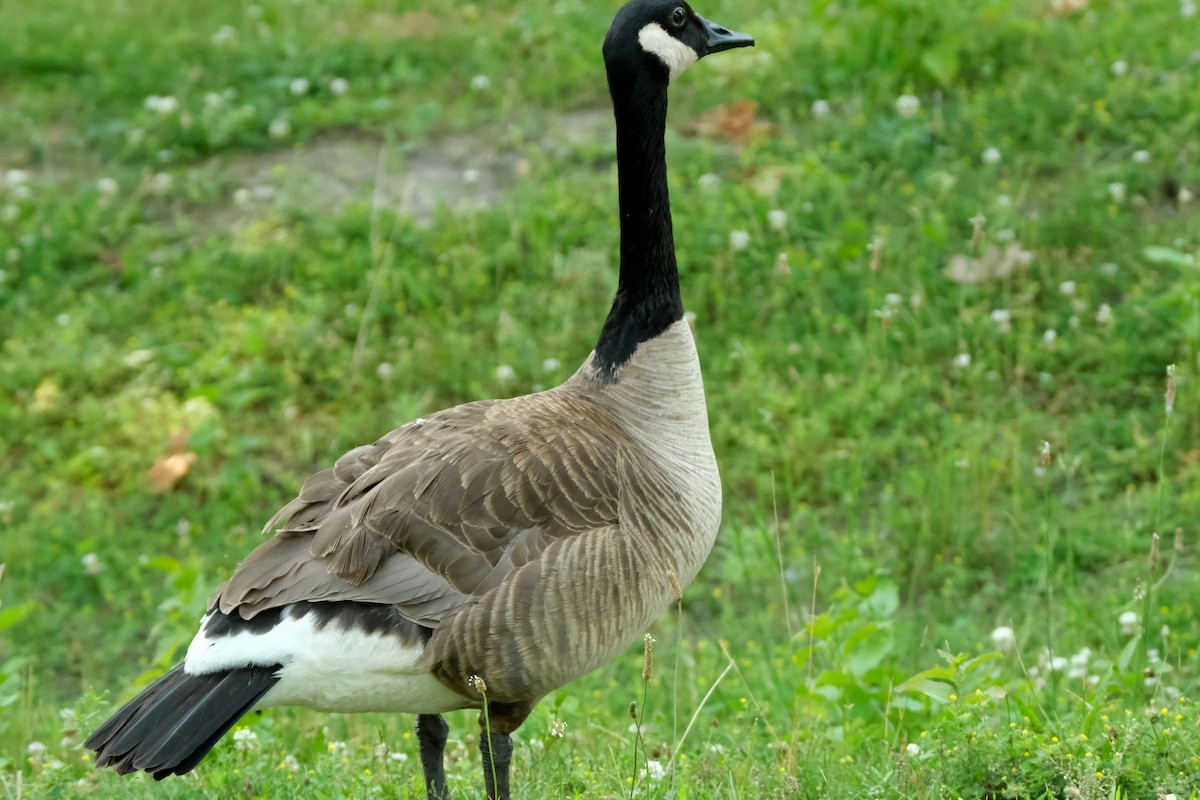 Canada Goose - ML638382353