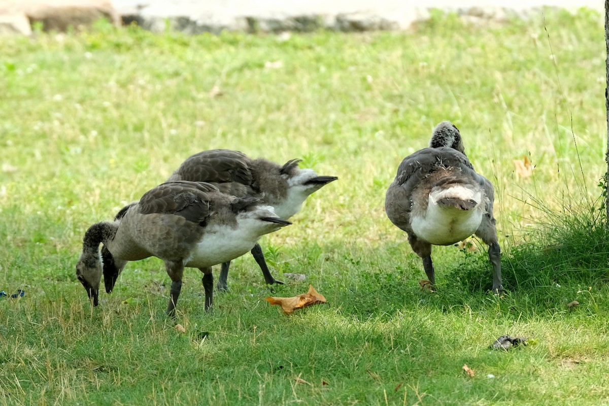 Canada Goose - ML638382354