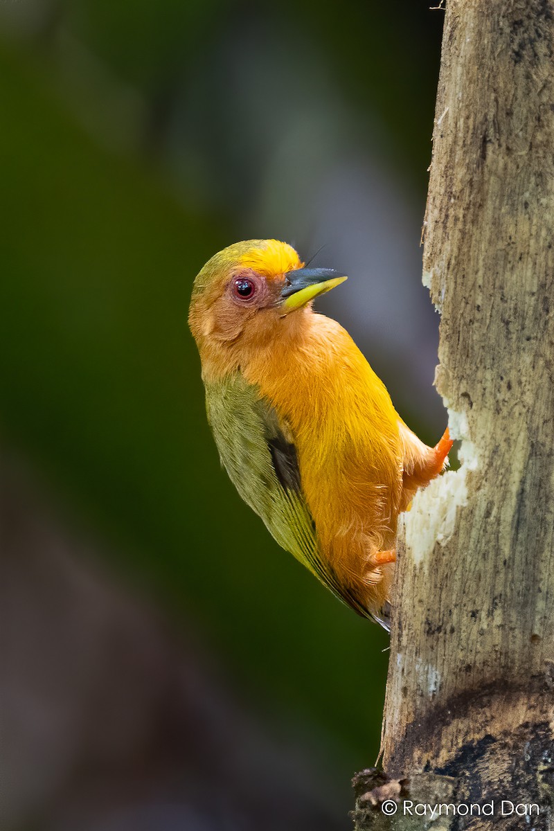 Rufous Piculet - ML638382355