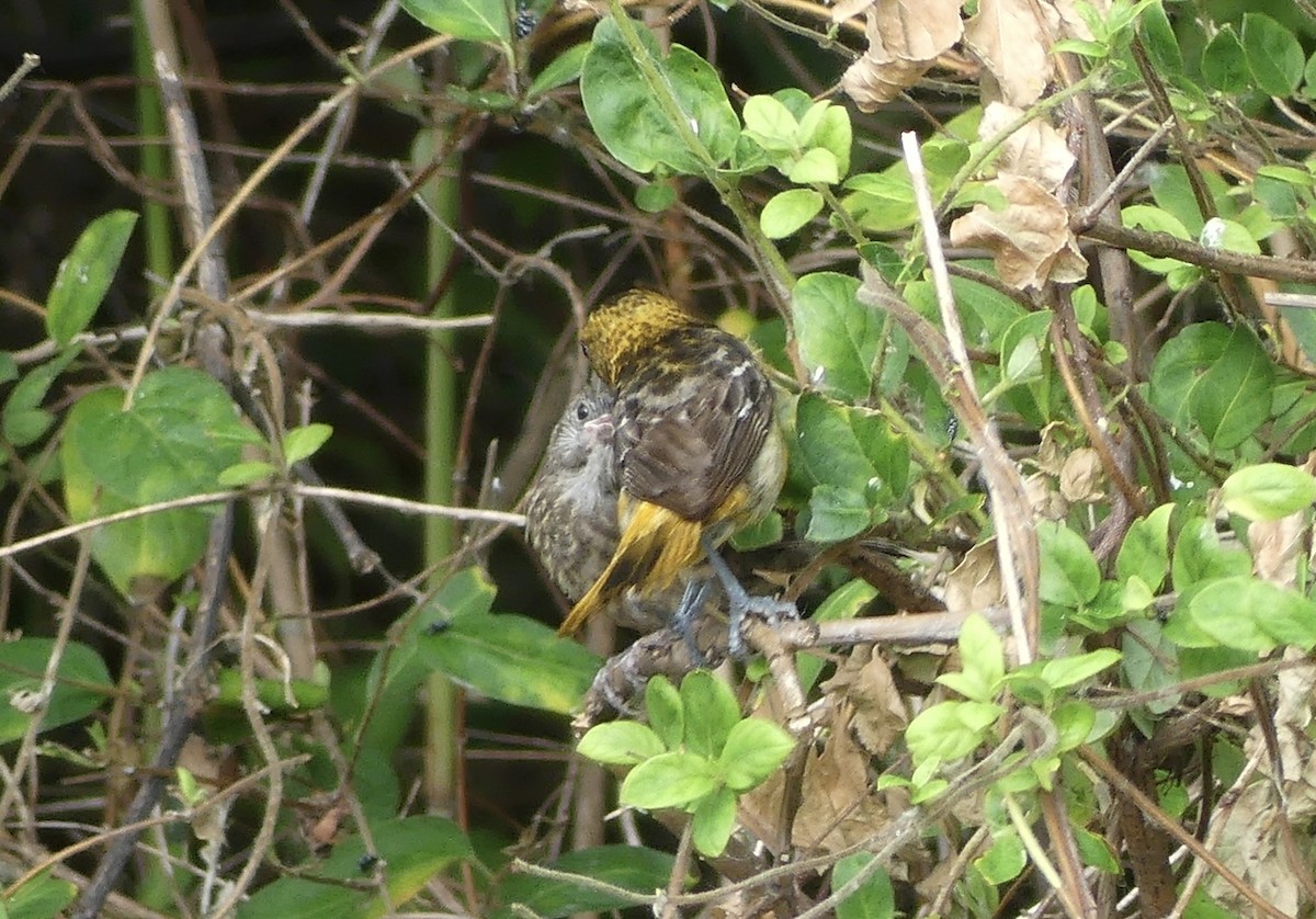 Baltimoretrupial - ML638382365