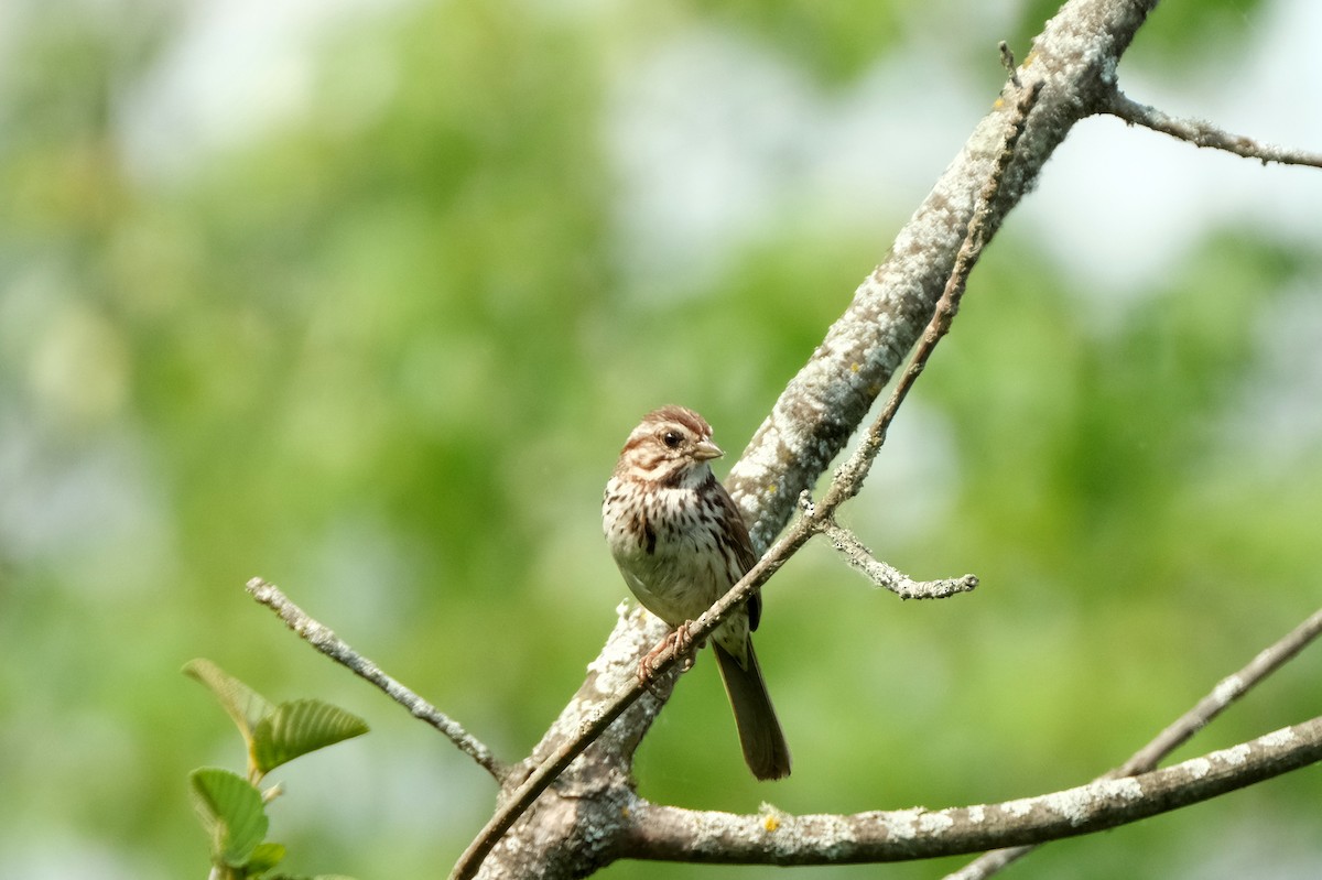 Song Sparrow - ML638382376