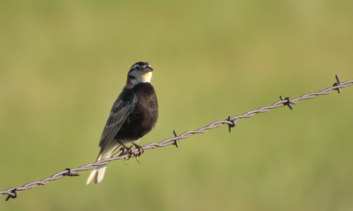 Chestnut-collared Longspur - ML638382381