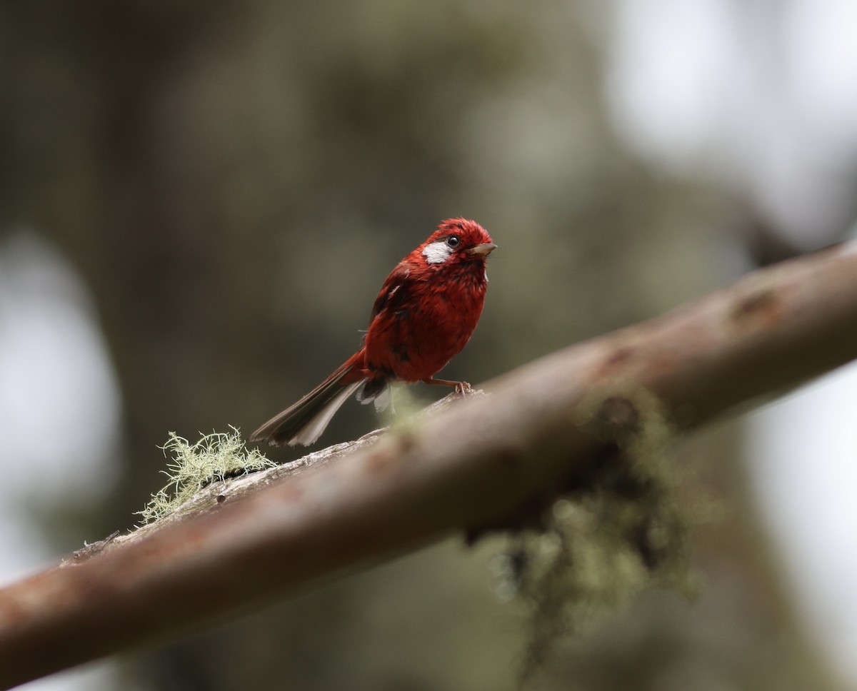 Red Warbler - Nick  Lund