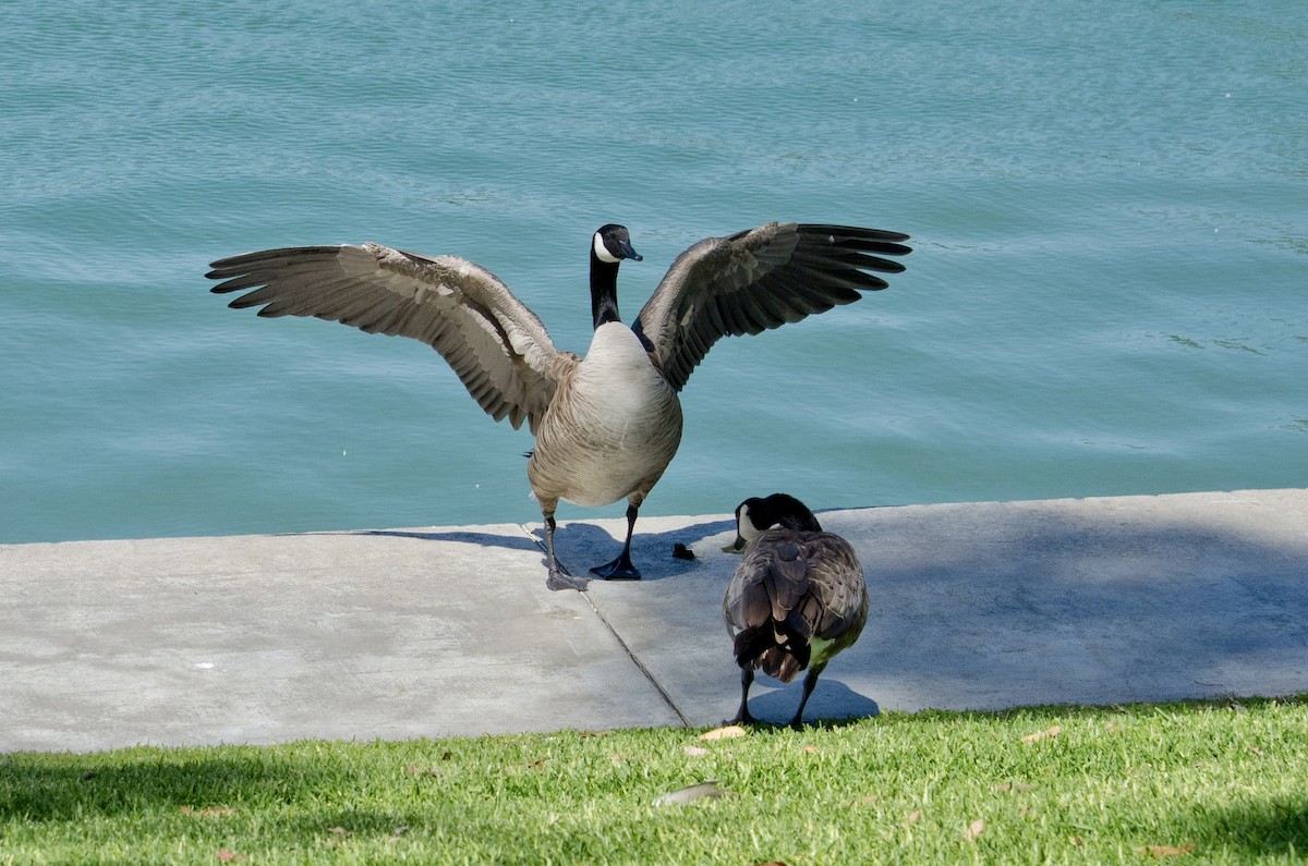 Canada Goose - ML638382401
