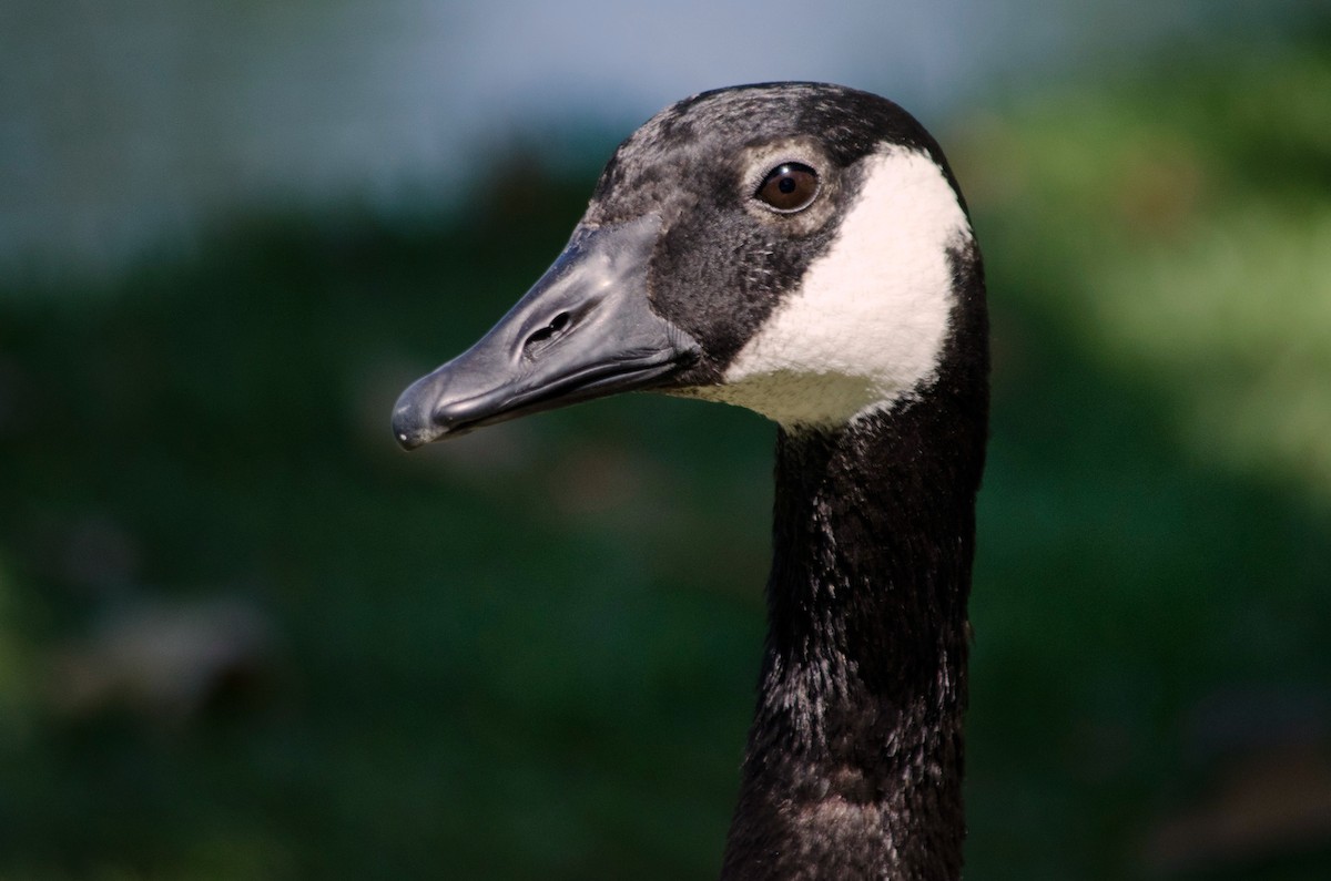 Canada Goose - ML638382402