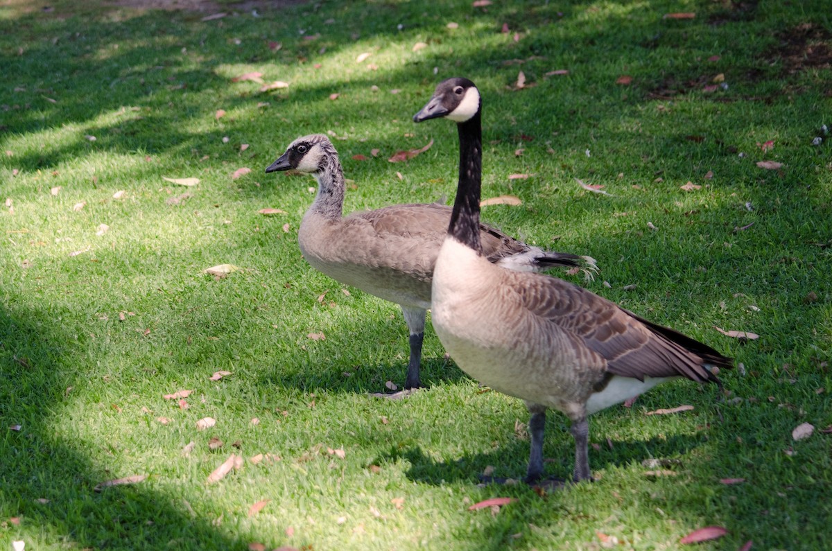 Canada Goose - ML638382403