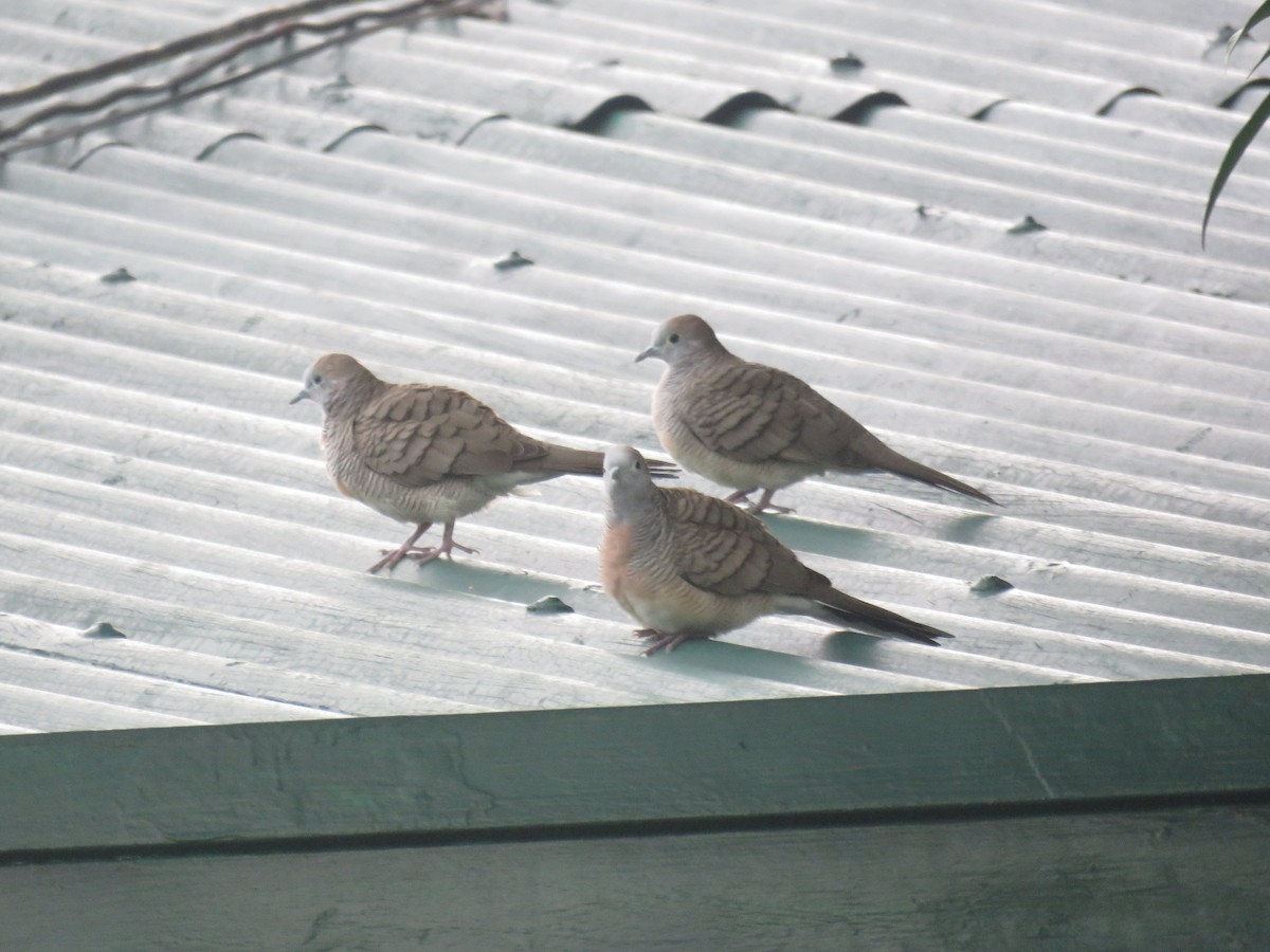 斑馬鳩 - ML638382427