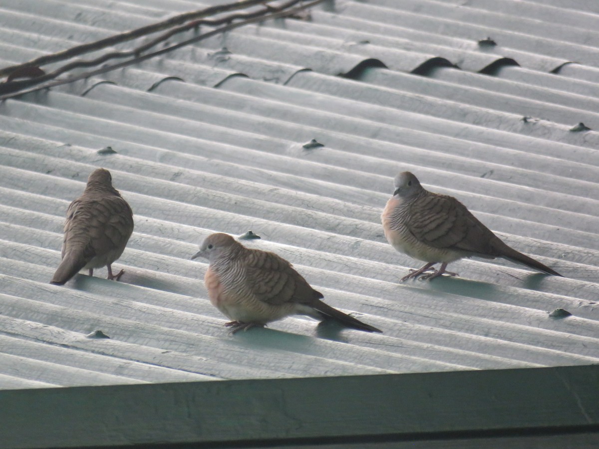 斑馬鳩 - ML638382428