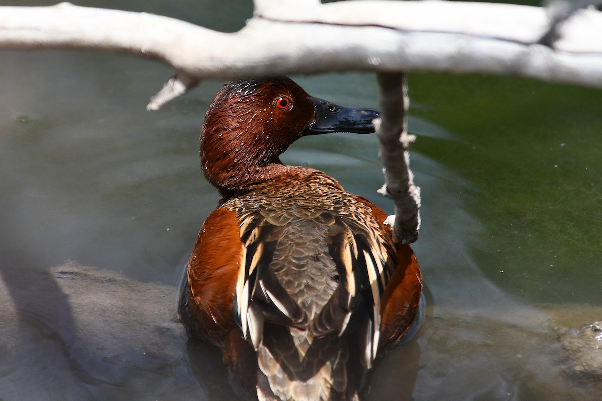 Cinnamon Teal - ML638382429