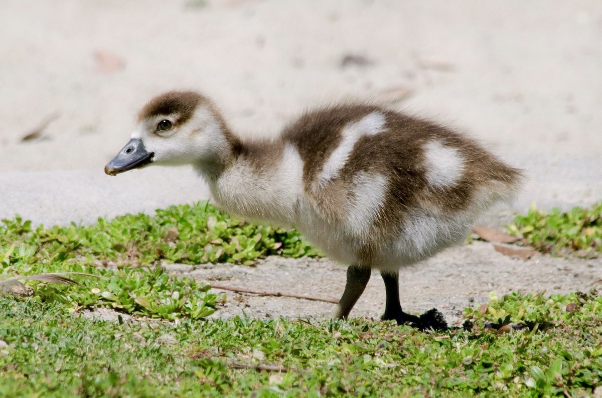 Egyptian Goose - ML638382439