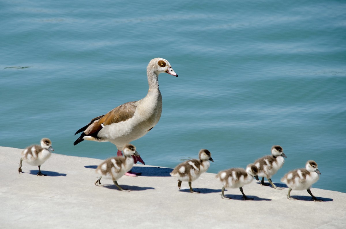 Egyptian Goose - ML638382440