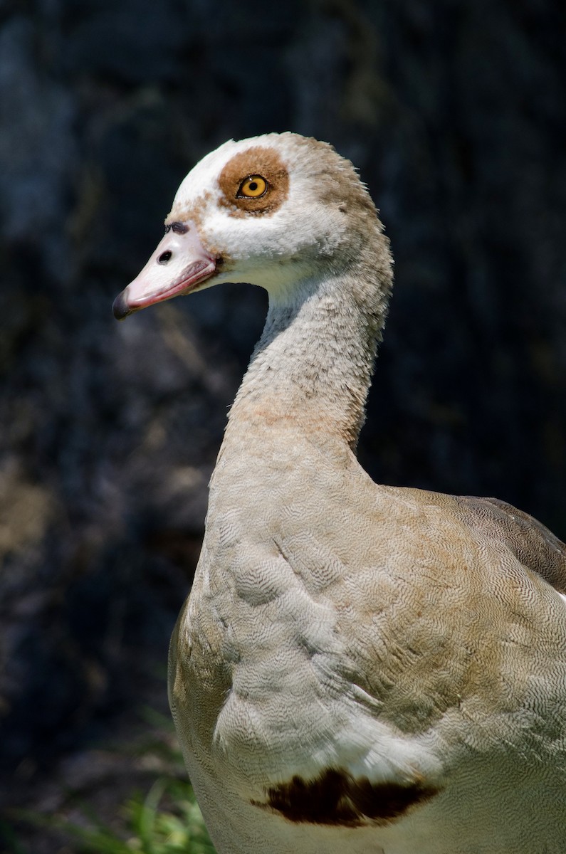 Egyptian Goose - ML638382441